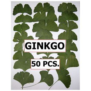 50 PCS Ginkgo Biloba Pressed Craft Leaves